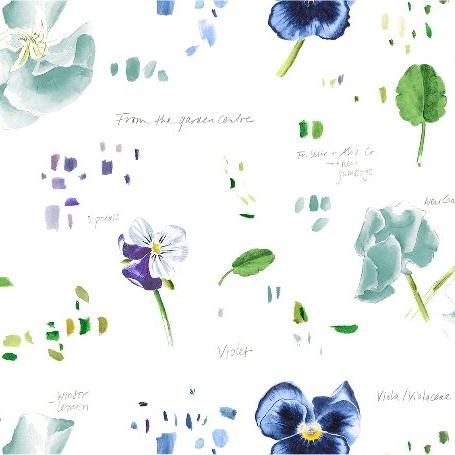Viola-Bluejay